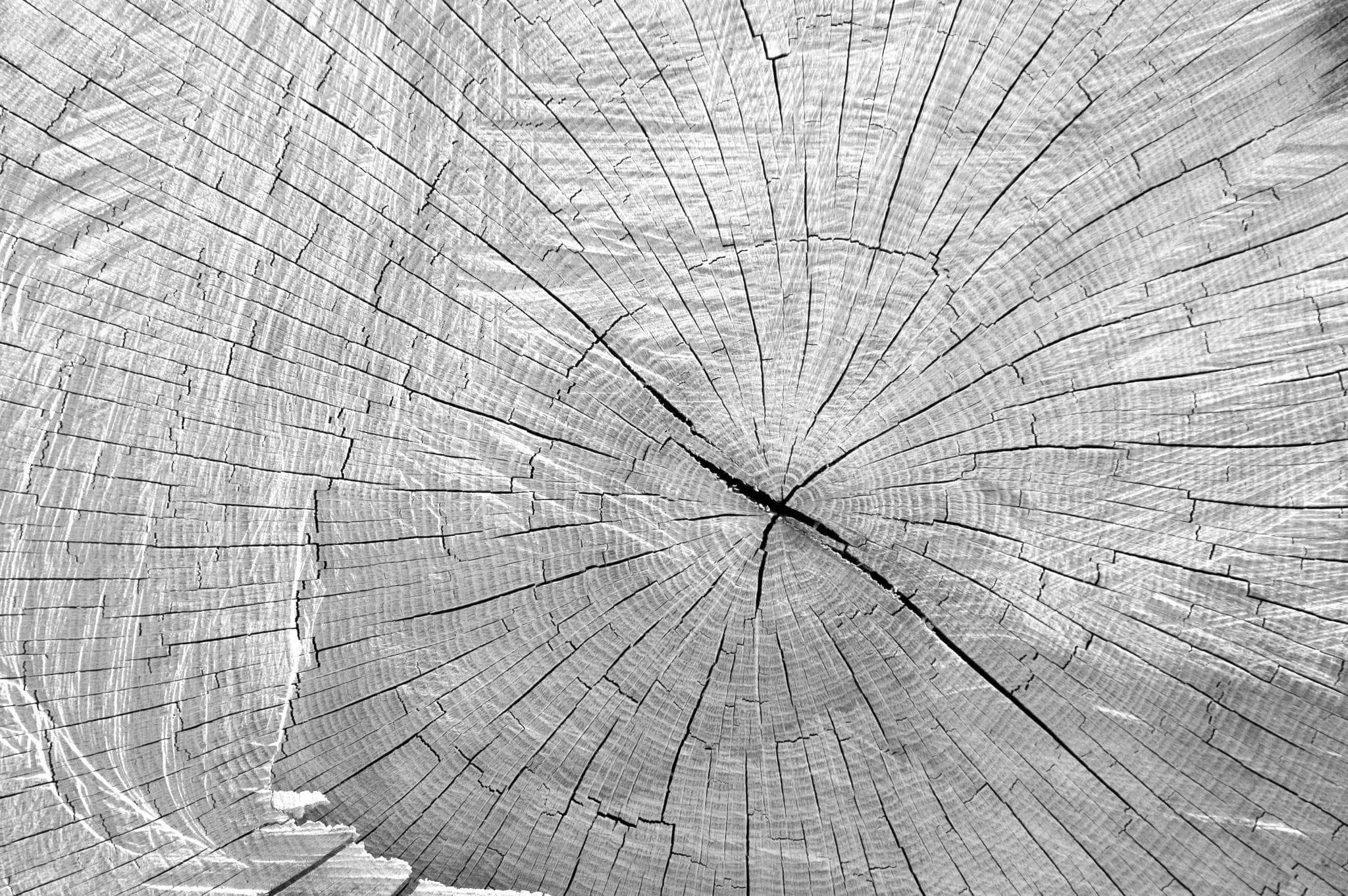 Time writes itself into everything that lives.